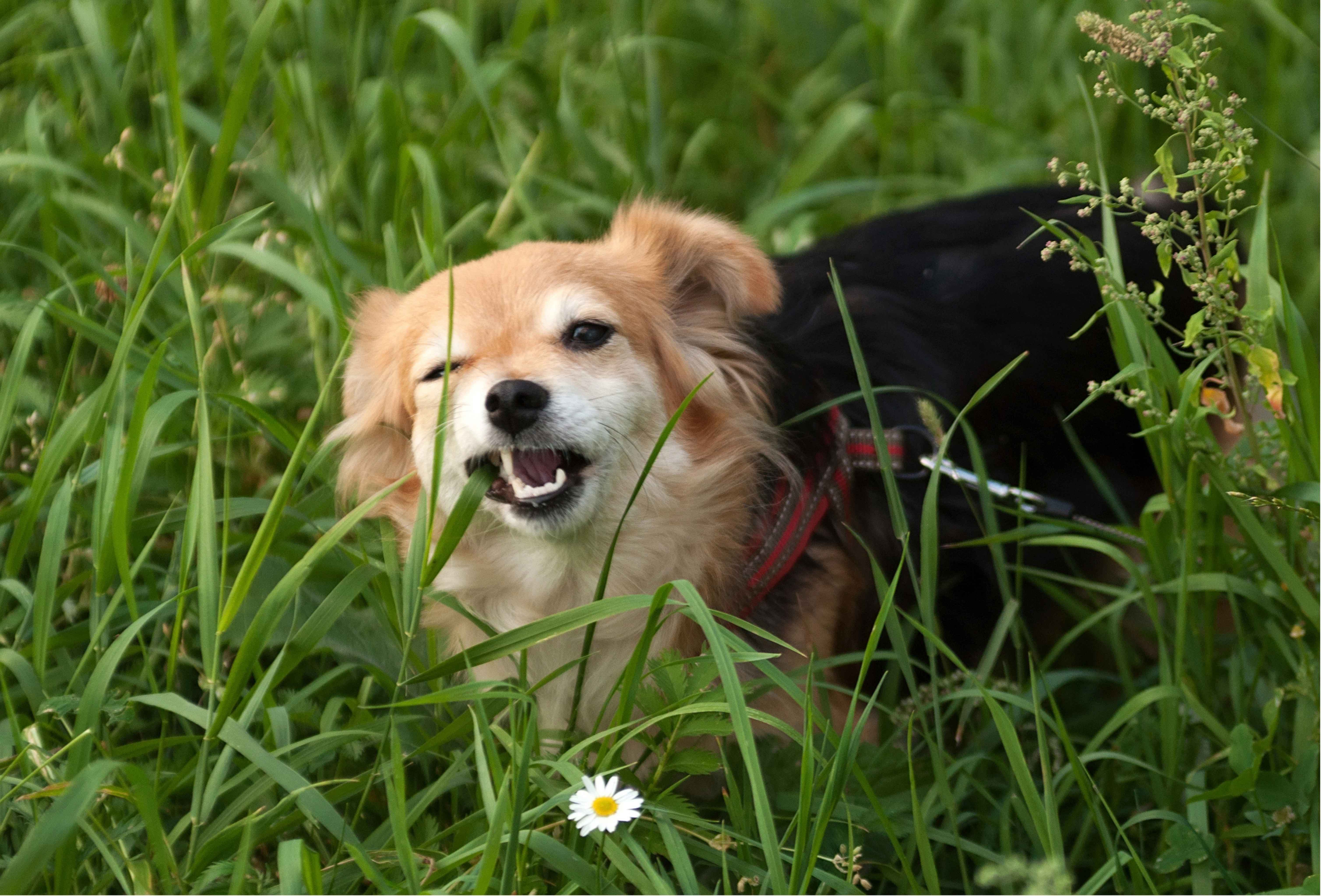 Why Dogs Eat Grass: Vet Advice on Causes & What to Do – Puppylation Health