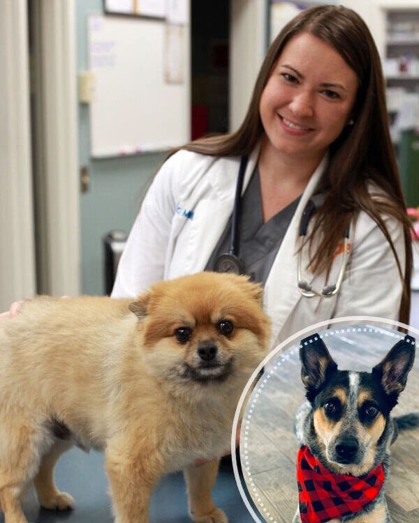 Emergency veterinarian Nicolette Meredith has been making a difference in the lives of pets and their parents for almost a decade. She loves her clients and her furry companion, Finn.