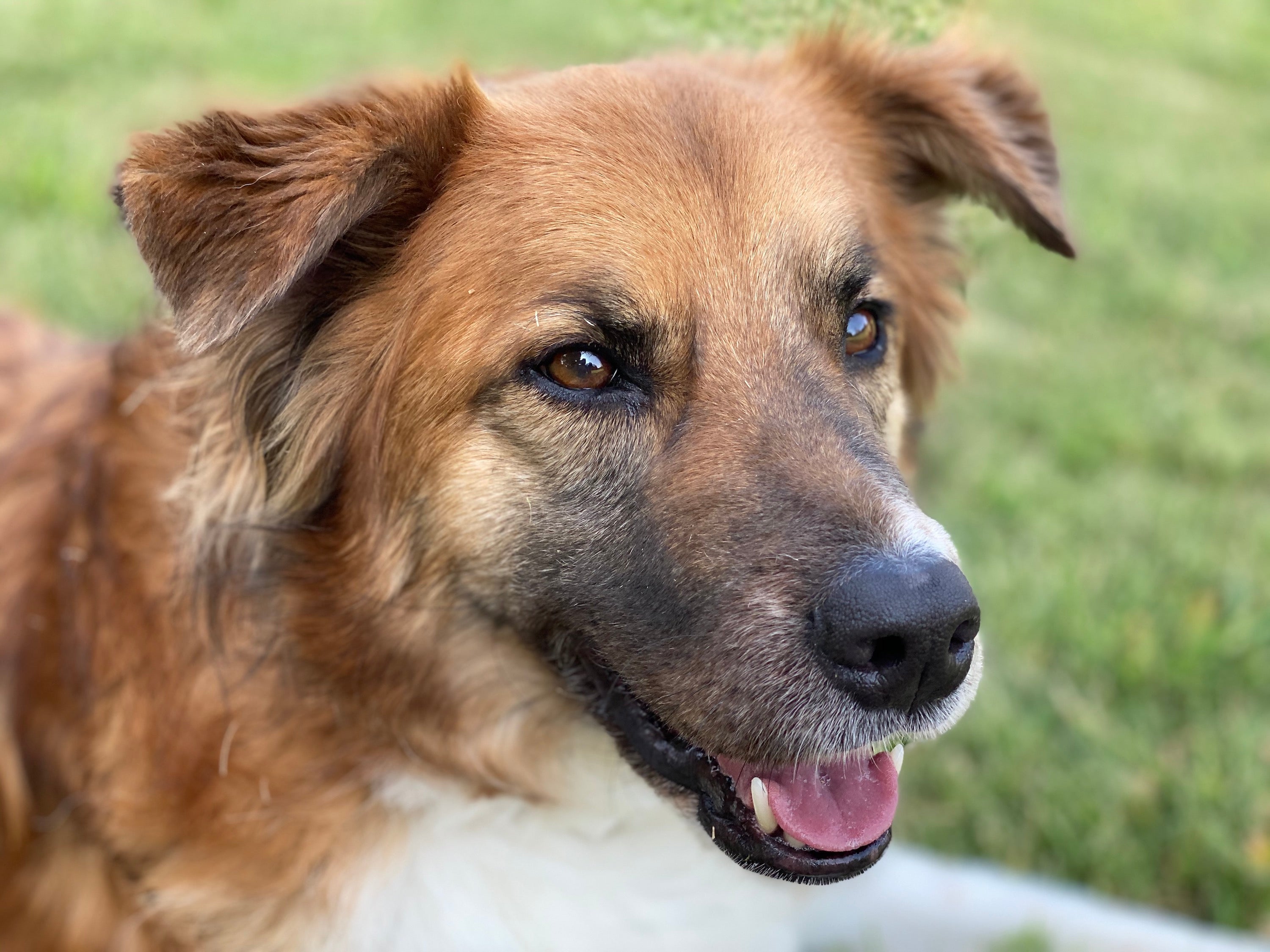 Food allergies, contact allergies — dogs are not immune to histamines. Winnie is allergic to lemons and experienced swelling, itching, hives and red skin. Her veterinarian recommend Curb Allergic Reactions (diphenhydramine) to treat her allergic reaction.