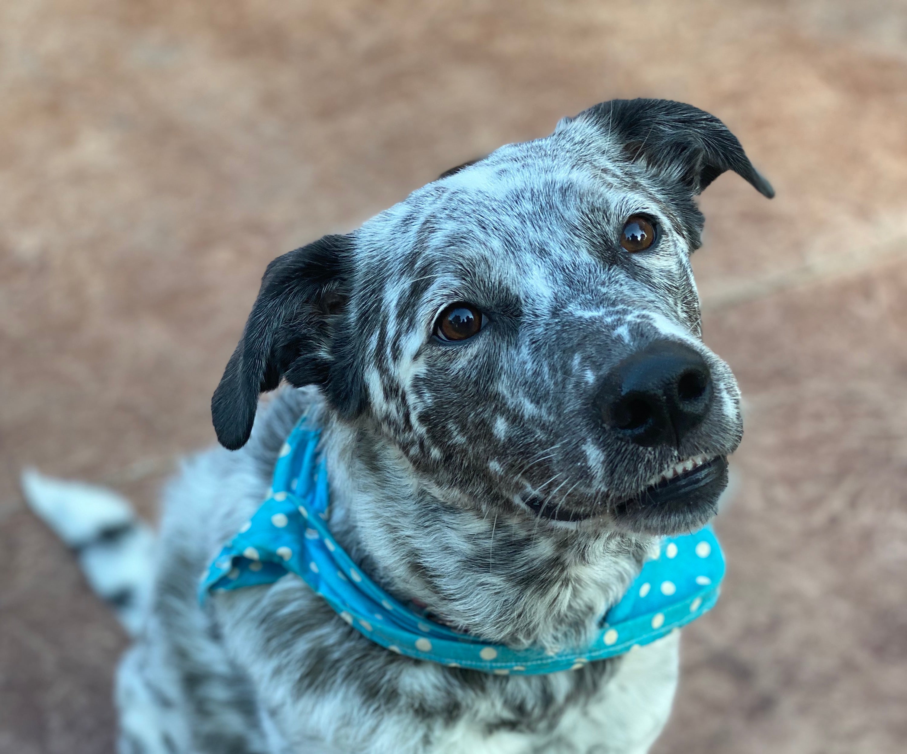 When this big dog ate a big bottle of pills, his family called Animal Poison Control and reached for hydrogen peroxide to have him regurgitate the dangerous medicine quickly. Hydrogen peroxide and a 20mL oral syringe are included in The Uh-Oh Kit.
