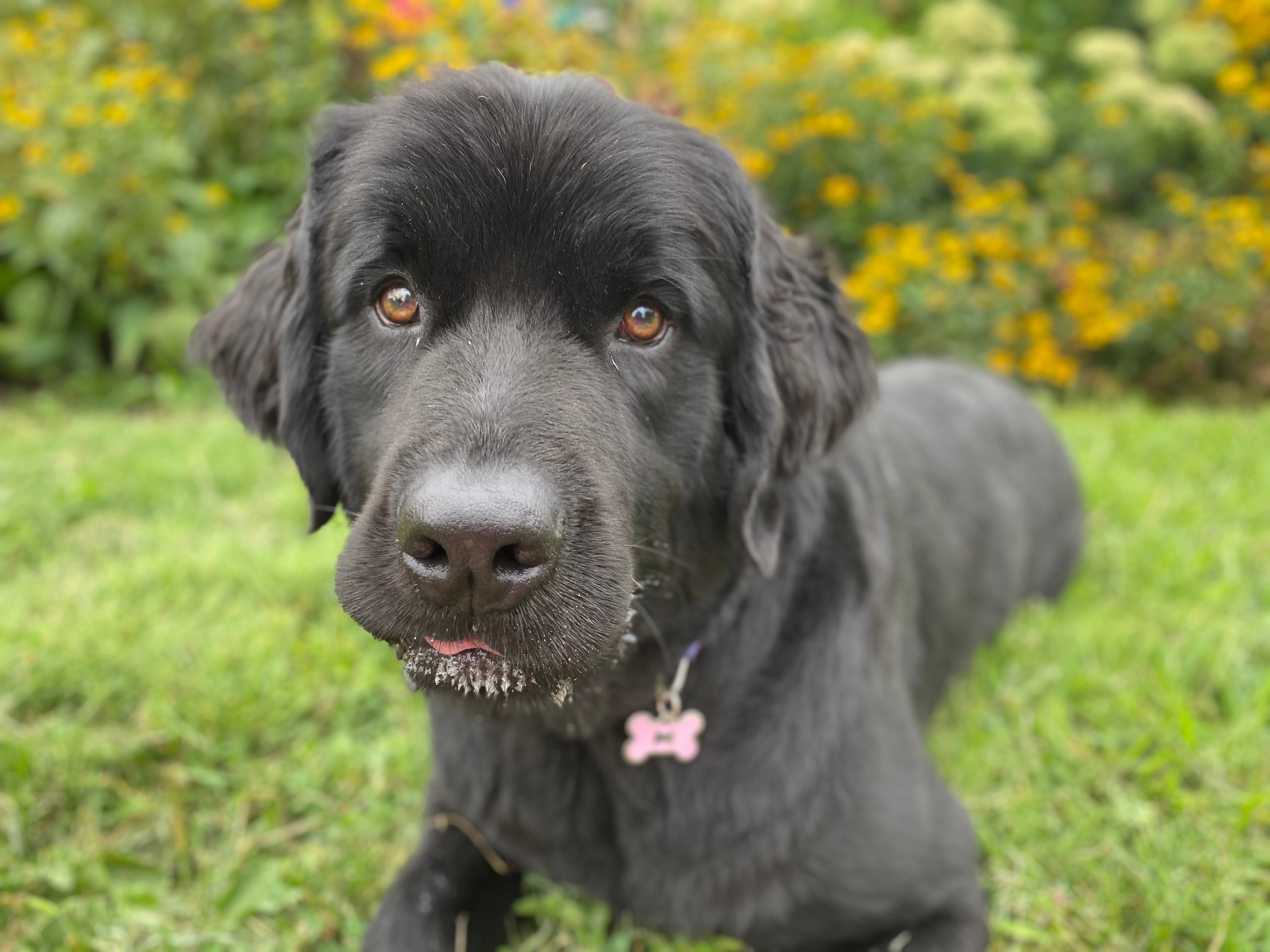 Ursa is a big sweetie with a big sweet tooth. After sniffing out some raisins, her appetite got the best of her. Raisins are extremely dangerous for dogs. Expel Quickly and a large oral syringe make getting your dog to throw up in an emergency easier.