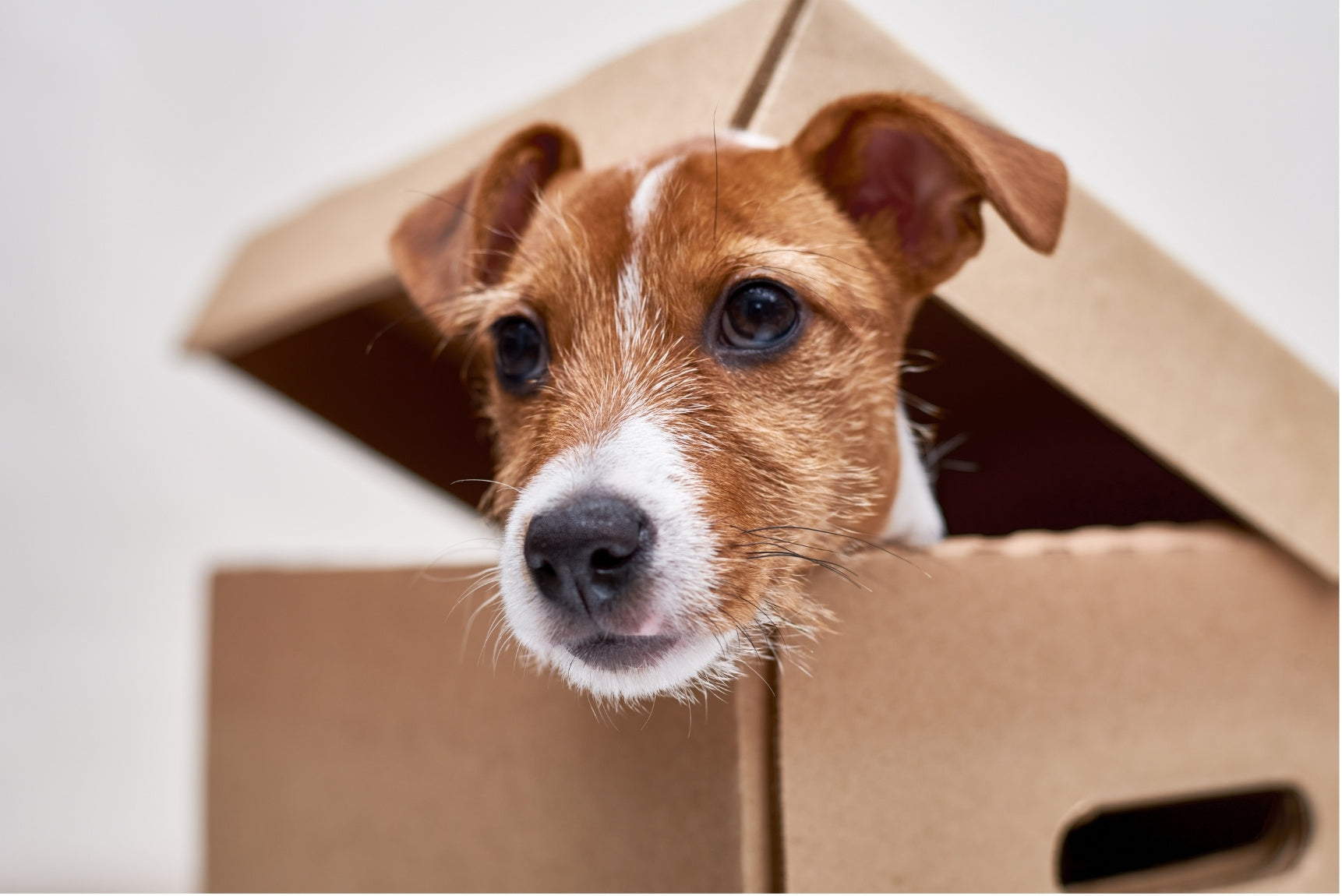 Small brown and white dog poking out of a cardboard box, looking curious and alert