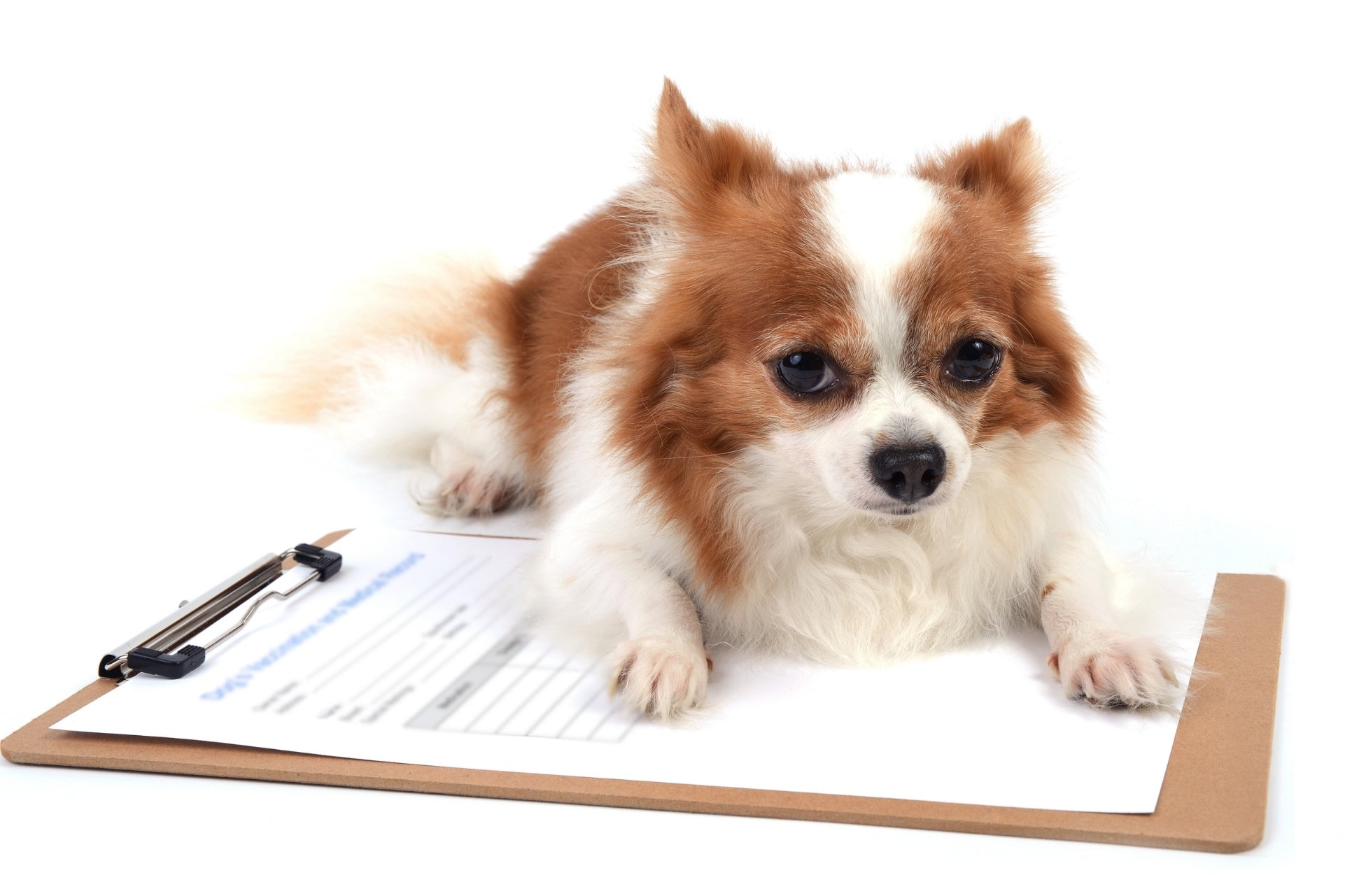 Small dog laying on a clipboard with a vet feedback form, representing the review process