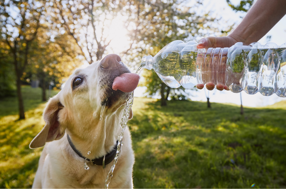 Too Hot to Trot? How to Keep Your Dog Safe in the Summer Heat ☀️🐾