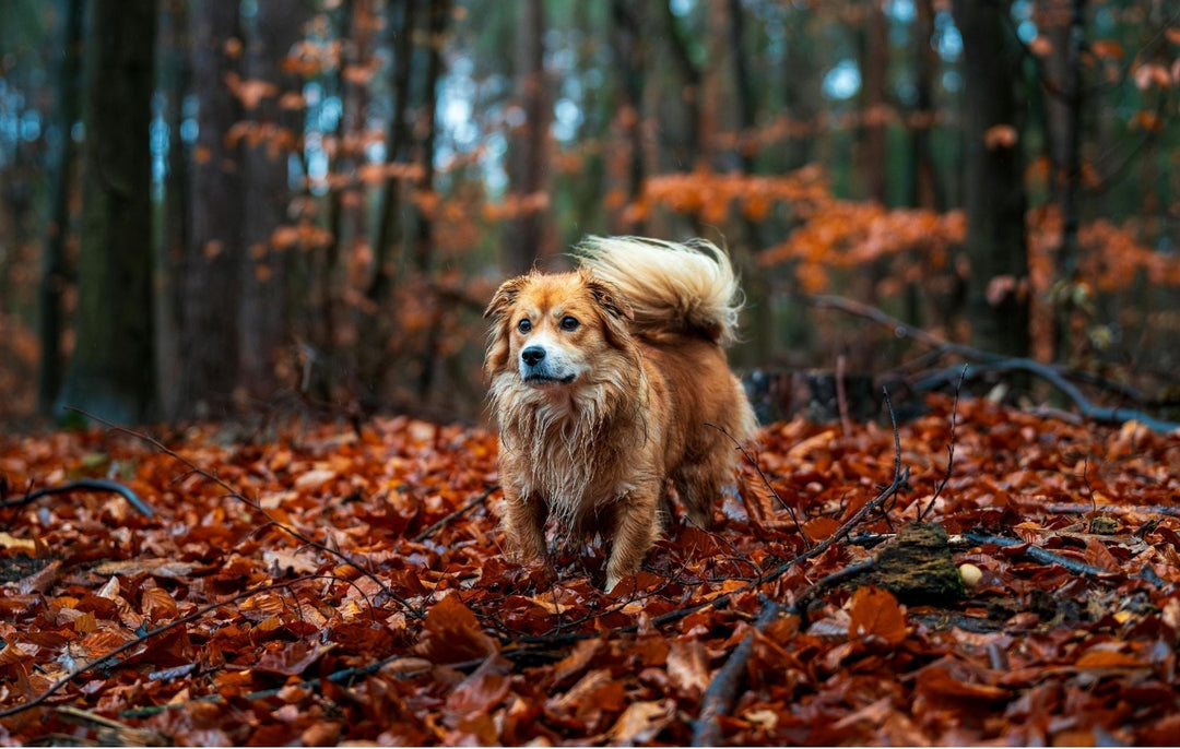 The Complete Guide to Ticks on Dogs