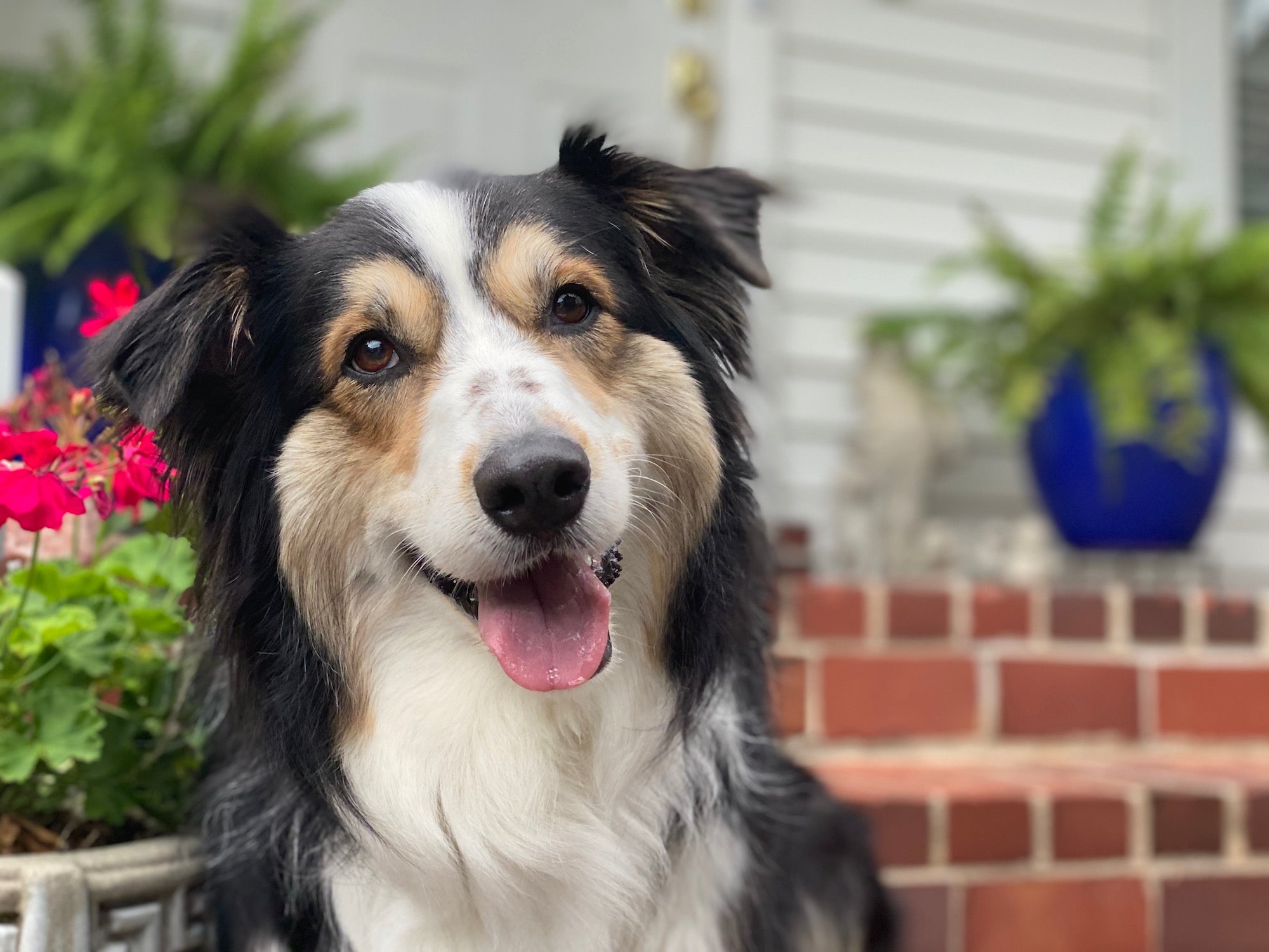 This Australian Shepherd suffered from motion sickness when she went for car rides as a puppy. Dog’s symptoms of nausea include excessive drooling, burping, heaving, vomiting and dizziness. The Uh-Oh Kit's Quell Queasiness stopped her nausea in its tracks