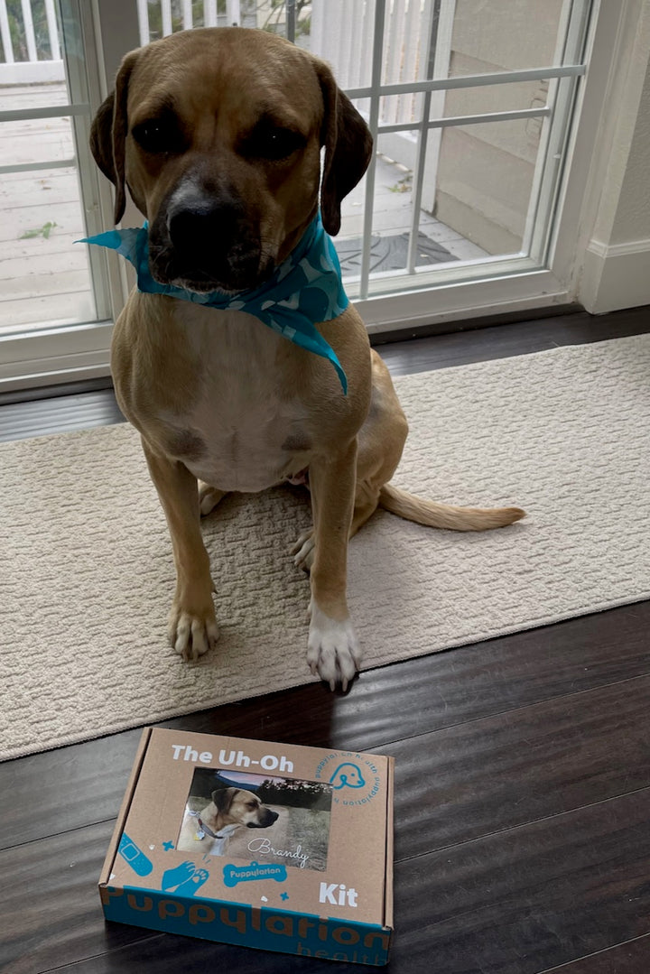 A happy canine customer poses with her customized Uh-Oh Kit.
