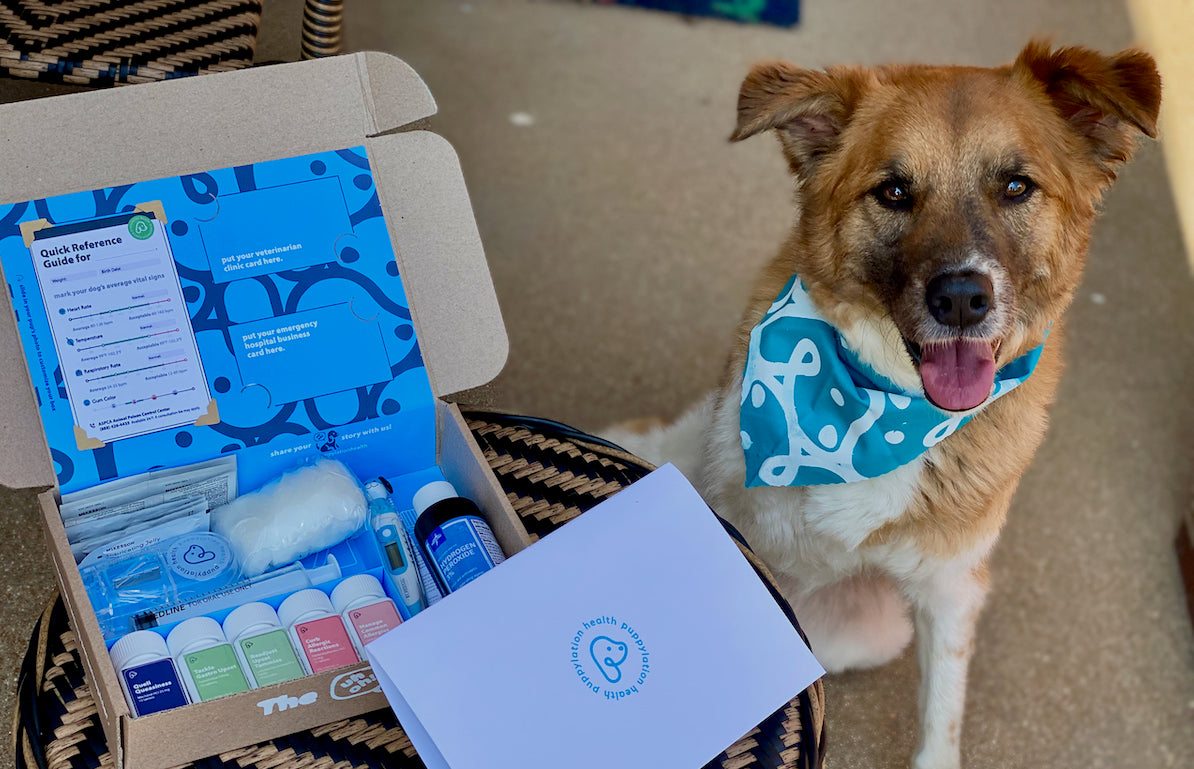 Winnie, an Akita mix, was the first Uh-Oh Kit customer. The Uh-Oh Kit is a emergency preparedness kit for dogs. It includes meclizine, famotidine, probiotic, diphenhydramine, loratadine, a digital thermometer, oral syringe, pill splitter and instructions.