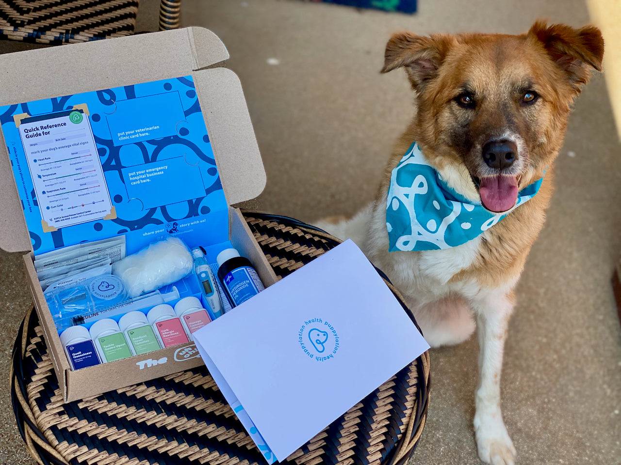 This adorable dog was the first Uh-Oh Kit customer. The Uh-Oh Kit is a customizable medicine cabinet for dogs. It includes meclizine, famotidine, probiotic, diphenhydramine, loratadine, a digital thermometer, oral syringe, pill splitter and instructions.