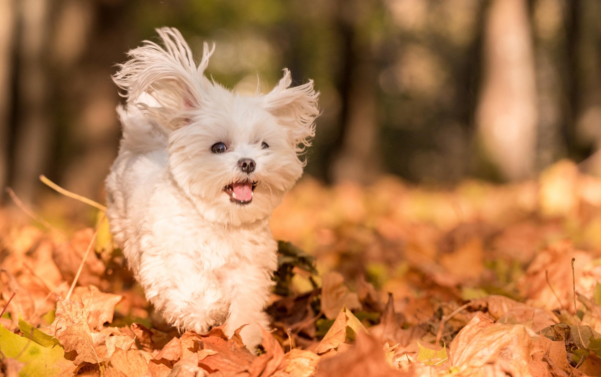 Small white fluffy dog running through colorful autumn leaves, representing the Uh-Oh Mini portable dog first aid kit launching Fall 2025